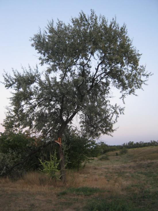 Петровеньки з panoramio.com - Петровеньки
