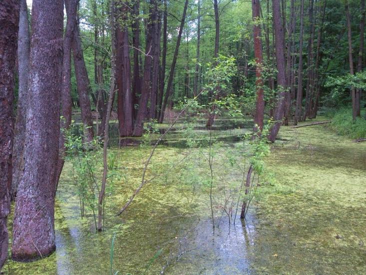 Вакалівщина з panoramio.com - Вакаловщина