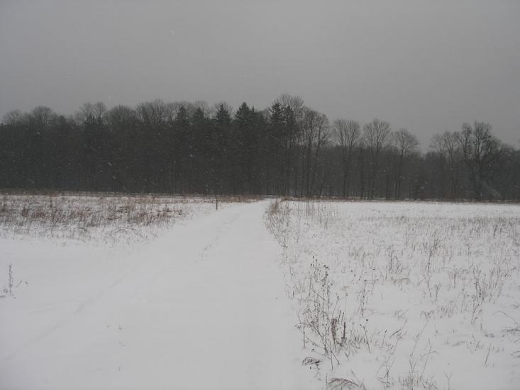 Зарванці з panoramio.com - Зарванцы