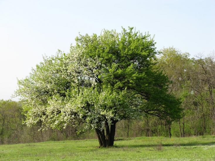 Сад з panoramio.com - Сад