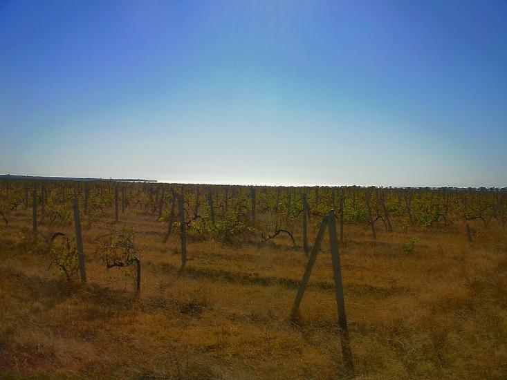 Берегове з panoramio.com - Берегово