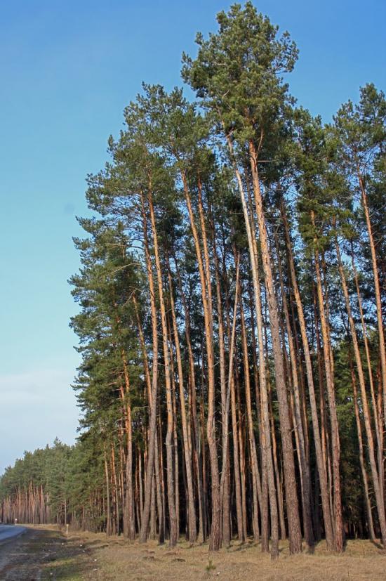 Металівка з panoramio.com - Металівка