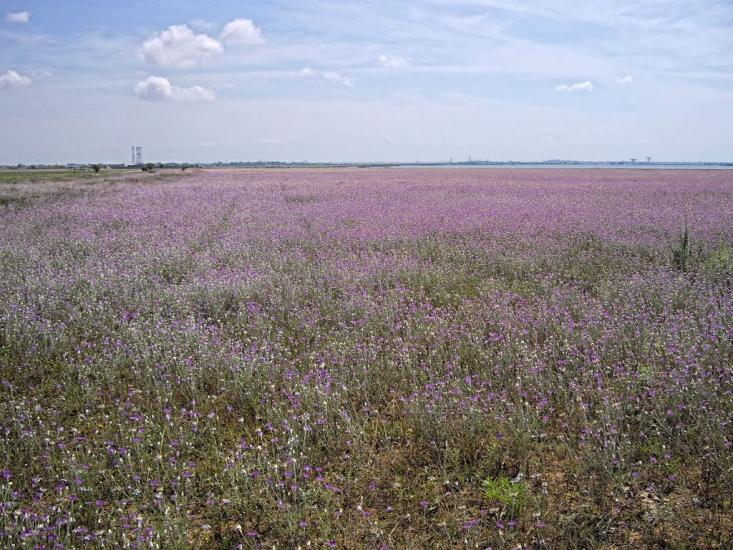 Вітине з panoramio.com - Витино