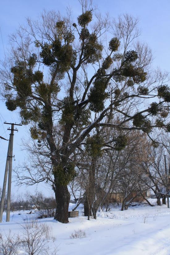 Хоцьки з panoramio.com - Хоцки