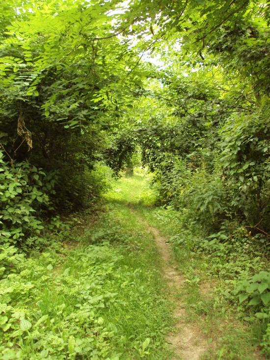 Пекарі з panoramio.com - Пекарі