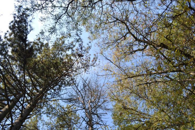 Теребовля з panoramio.com - Теребовля