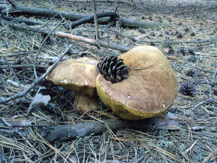 Яреськи з panoramio.com - Яреськи
