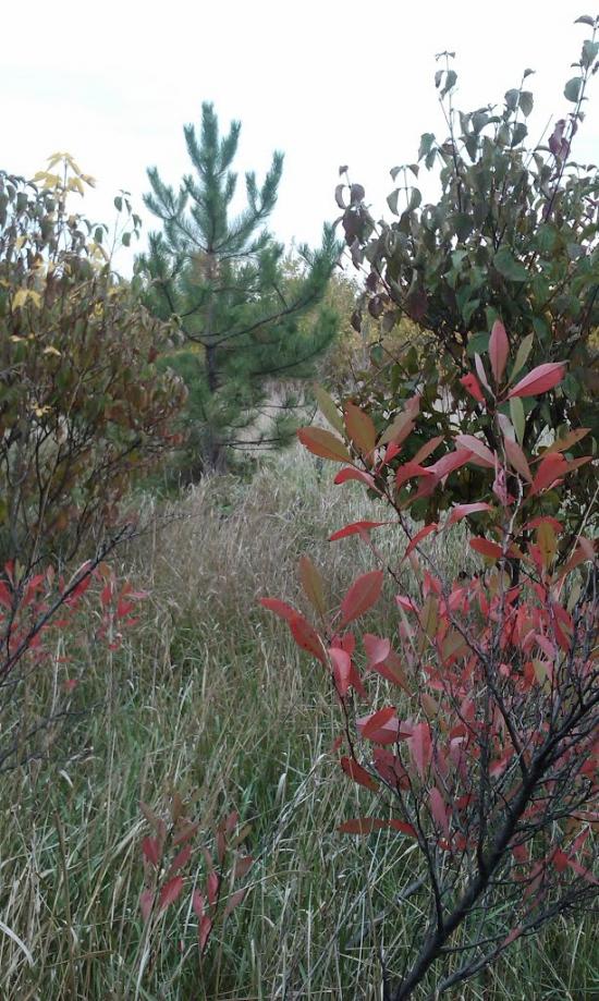 Кам'янка з panoramio.com - Камянка