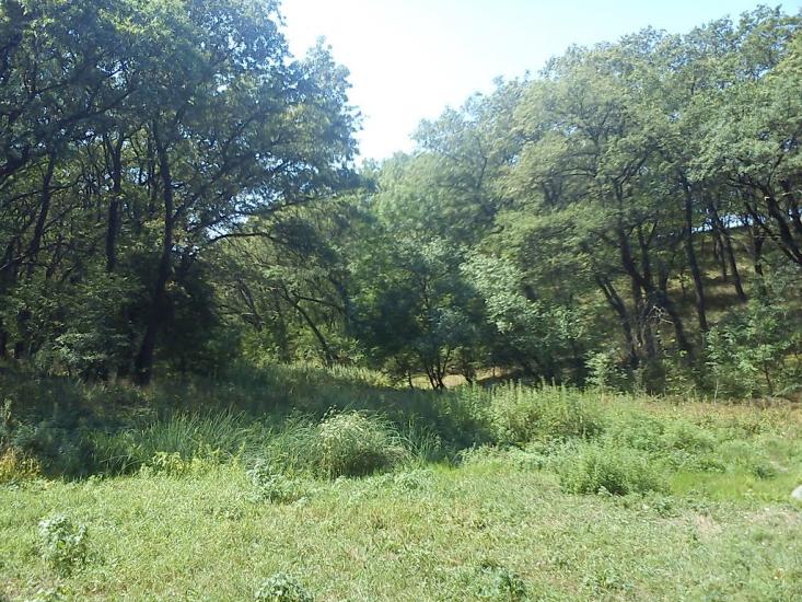 Каштанове з panoramio.com - Каштанове