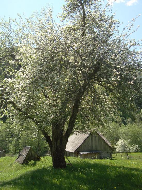 Мерешор з panoramio.com - Мерешор