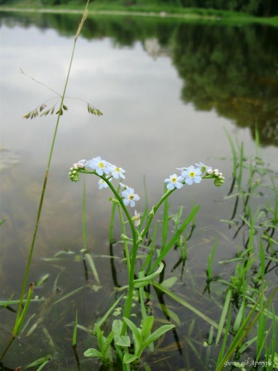 Федорівка з panoramio.com - Федоровка