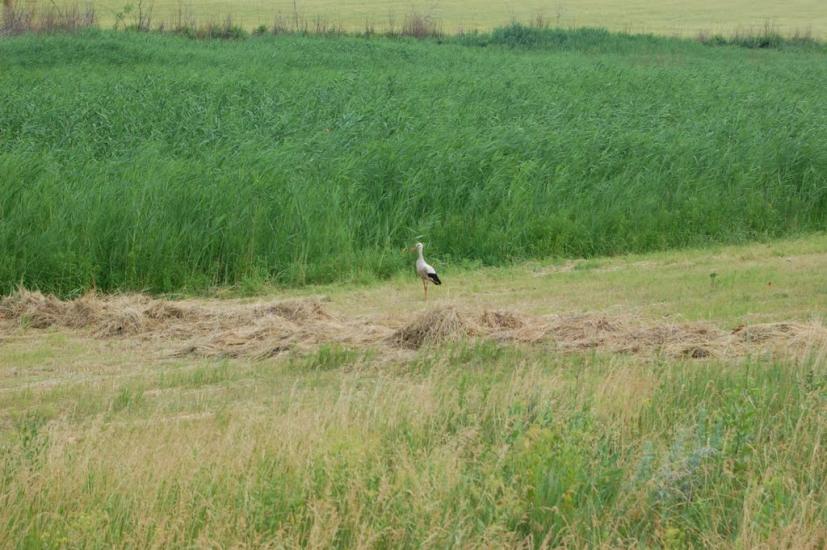 Маринівка з panoramio.com - Мариновка