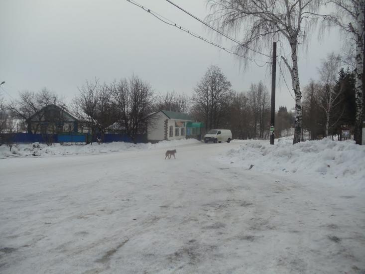 Велика Севастянівка з panoramio.com - Великая Севастьяновка
