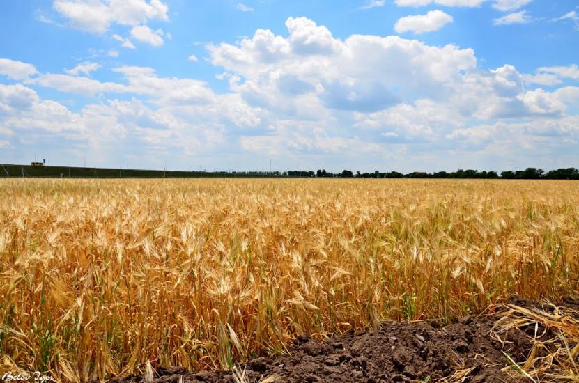 Дачне з panoramio.com - Dachne