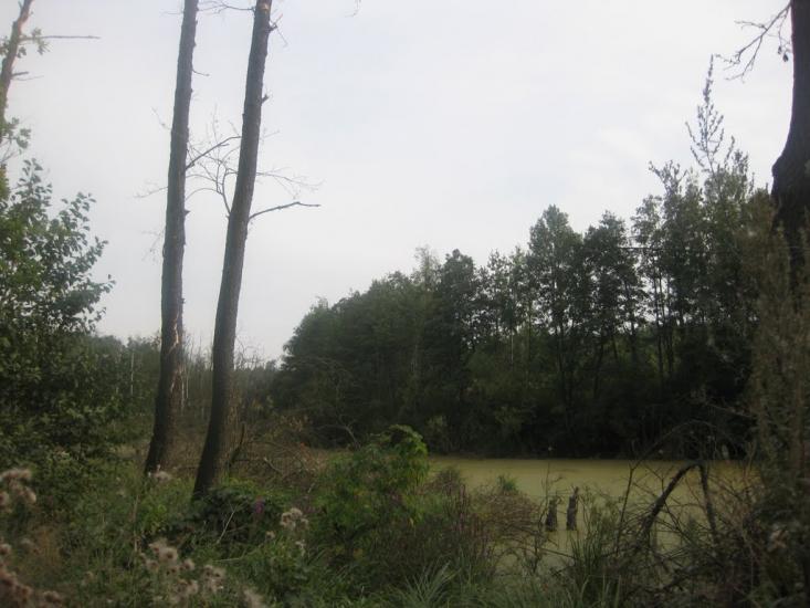Черепашинці з panoramio.com - Cherepashyntsi
