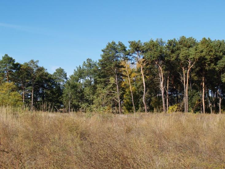 Кам'янка-Дніпровська з panoramio.com - Каменка-Днепровская