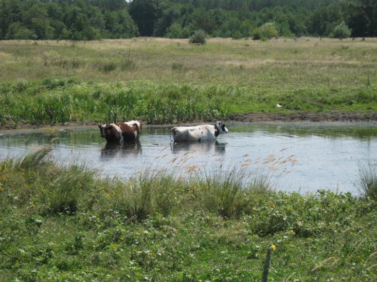 Вільхове з panoramio.com - Вільхове