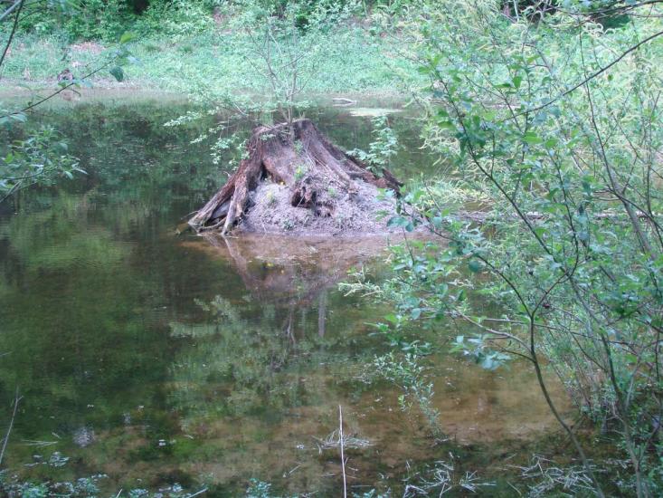 Іванківці з panoramio.com - Иванковцы