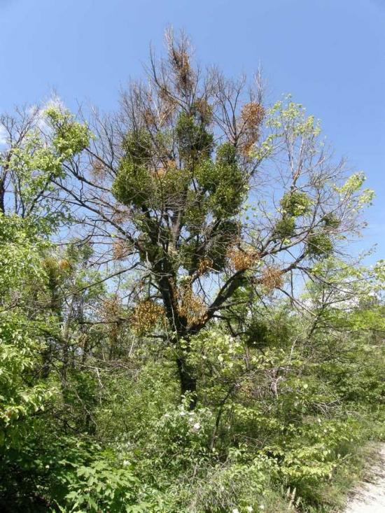 Пришиб з panoramio.com - Пришиб