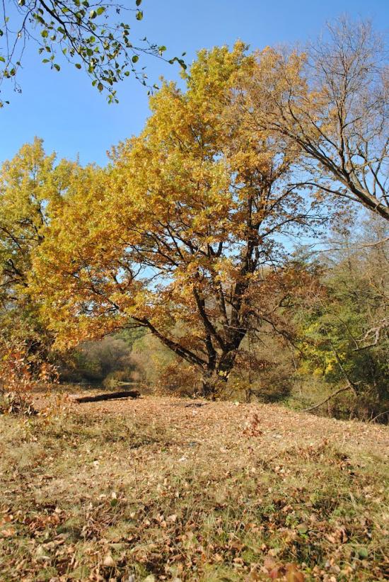 Дениші з panoramio.com - Дениші