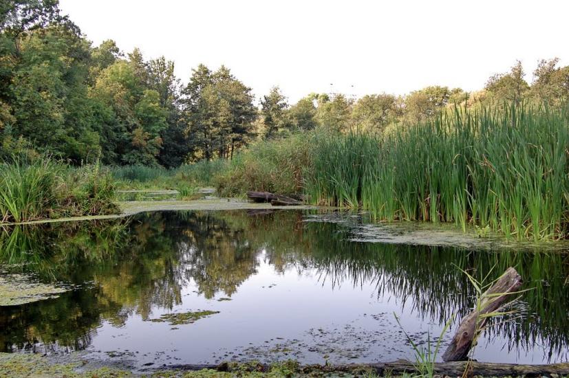 Дронівка з panoramio.com - Dronivka