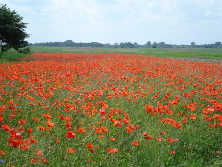 Бодячів з panoramio.com - Бодячев