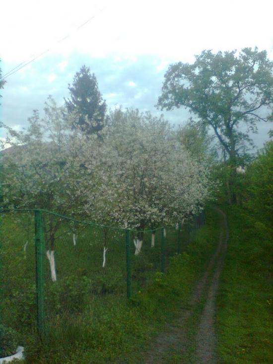 Попівка з panoramio.com - Поповка