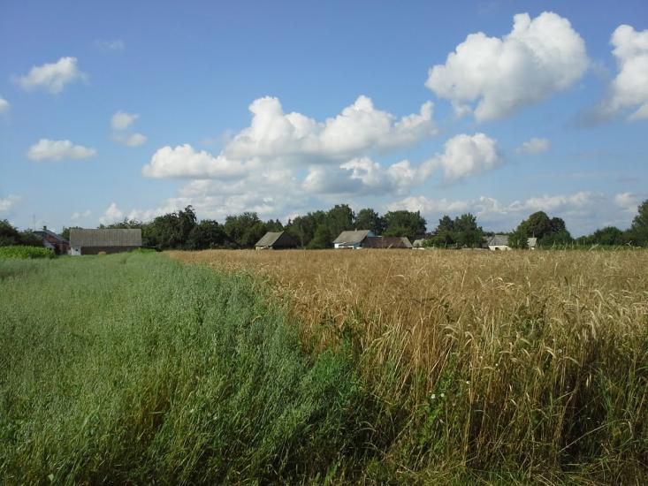 Вирка з panoramio.com - Вирка