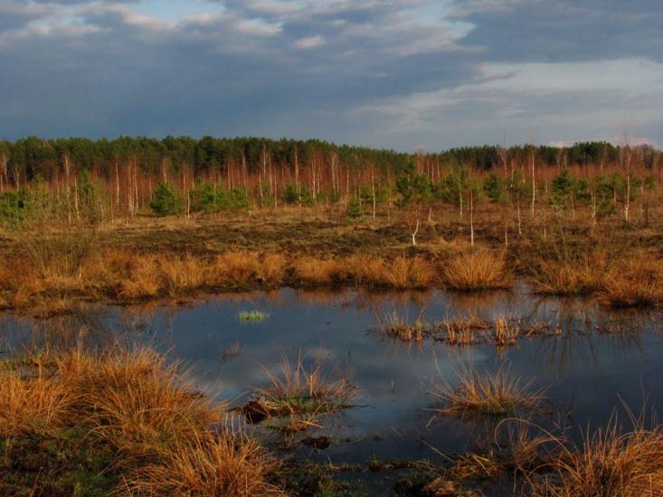 Нові Яриловичі з panoramio.com - Новые Ярыловичи