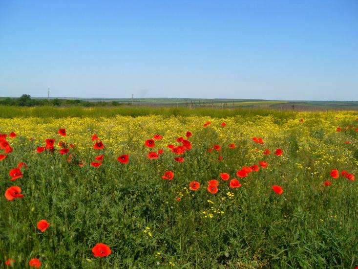Доманівка з panoramio.com - Доманевка