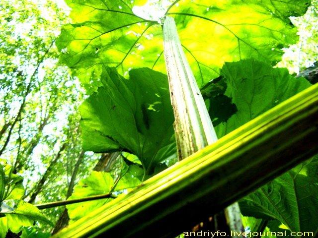 Митків з panoramio.com - Митків