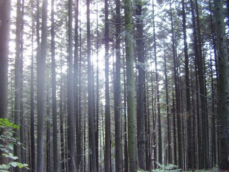 Бусовисько з panoramio.com - Бусовиско