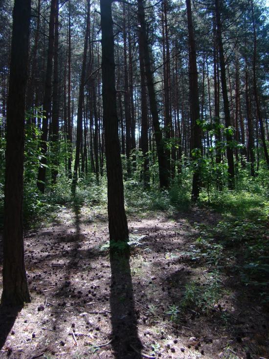 Підрясне з panoramio.com - Pidryasne