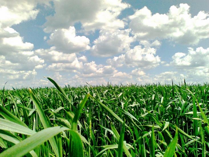 Висока Яруга з panoramio.com - Висока Яруга