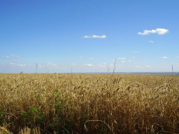 Новозванівка з panoramio.com - Novozvanivka