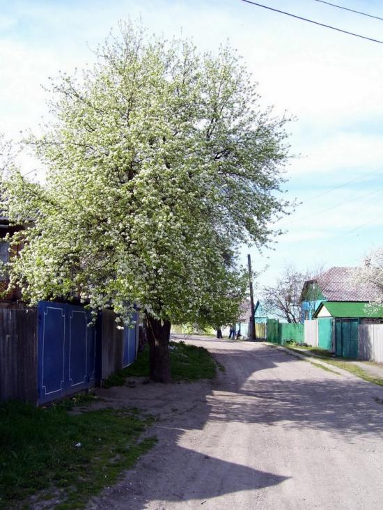 Буди з panoramio.com - Буди