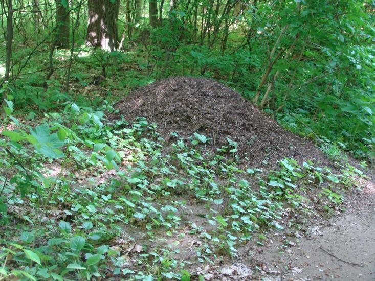 Іванківці з panoramio.com - Иванковцы