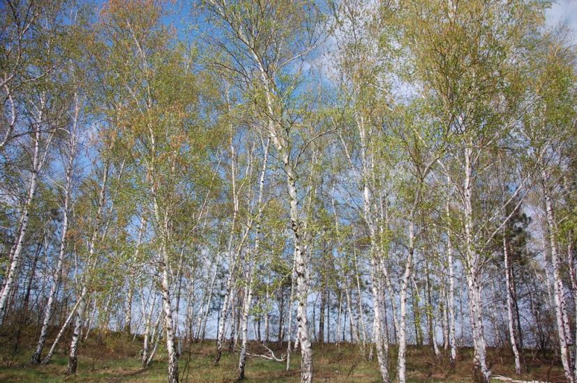 Аркадівка з panoramio.com - Arkadivka
