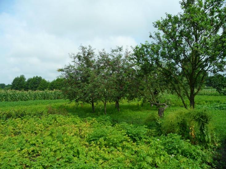 Сніжна з panoramio.com - Сніжна