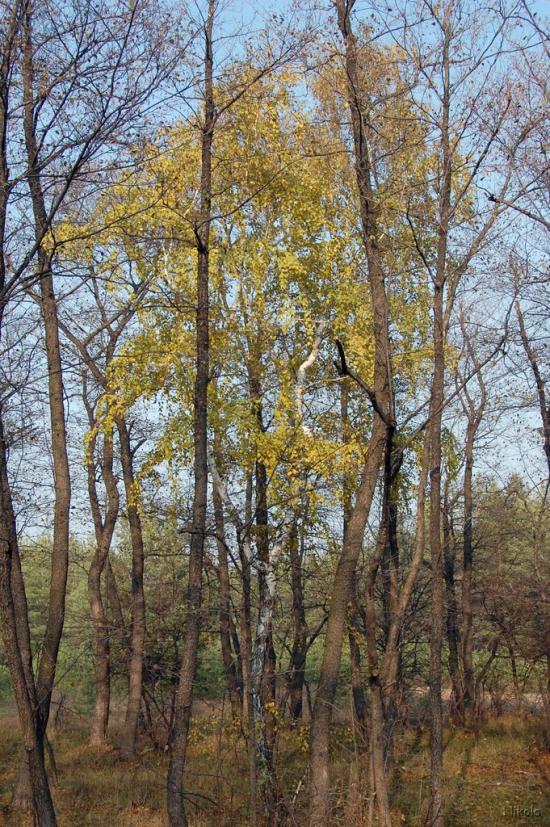 Осколонівка з panoramio.com - Осколонівка