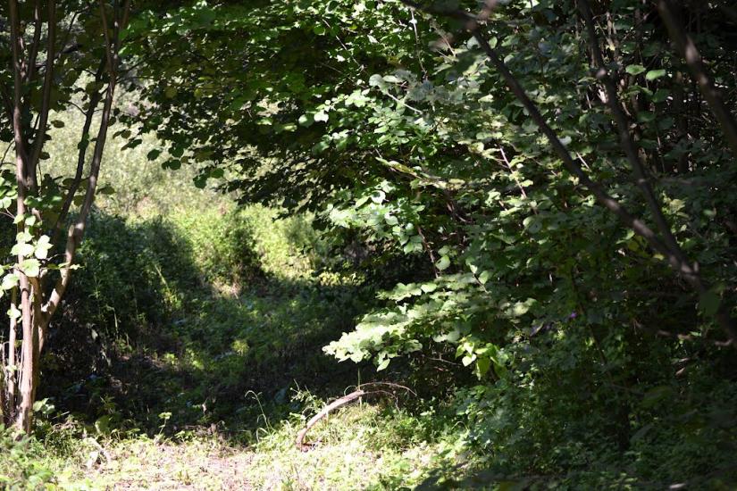 Грабовське з panoramio.com - Грабовское