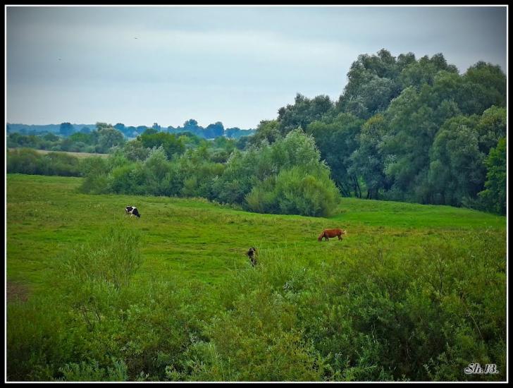 Олександрія з panoramio.com - Александрия