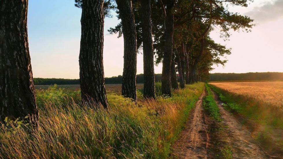 Дзензелівка з panoramio.com - Дзензелівка