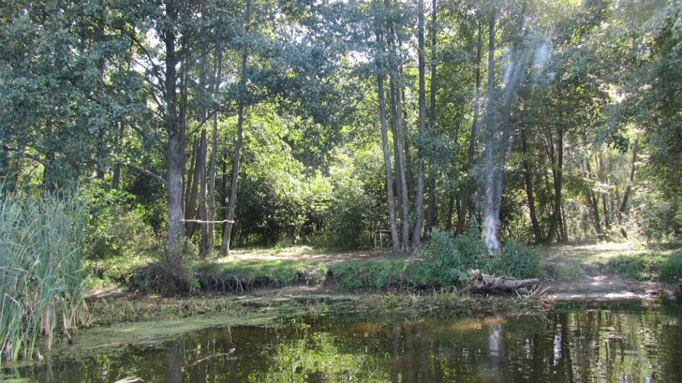 Сорокошичі з panoramio.com - Сорокошичи