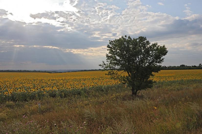 Суха Балка з panoramio.com - Суха Балка