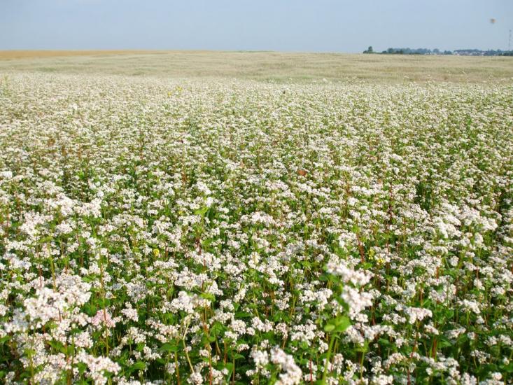 Оришківці з panoramio.com - Оришківці