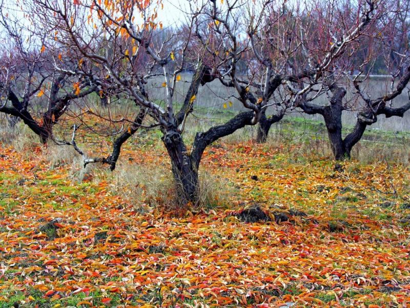 Глибокий Яр з panoramio.com - Глибокий Яр