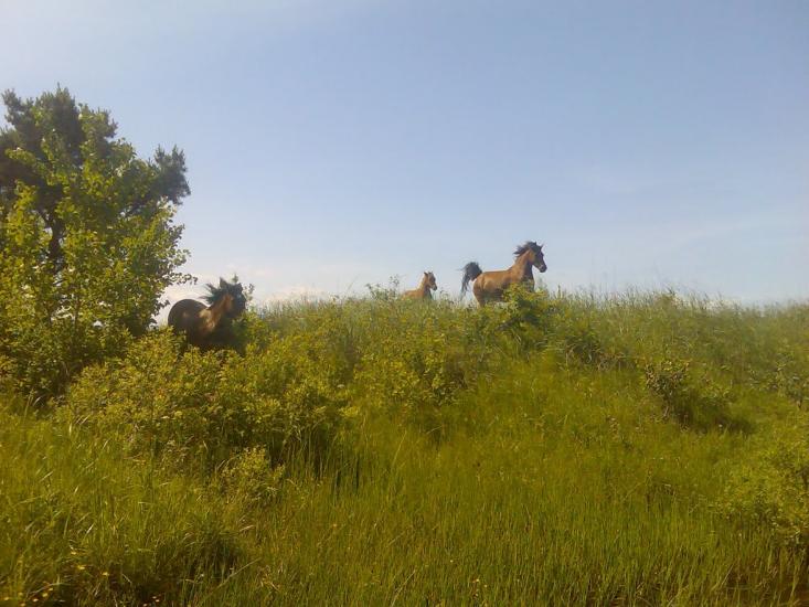 Ценява з panoramio.com - Ценява