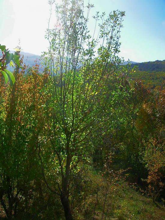 Щасливе з panoramio.com - Schaslyve