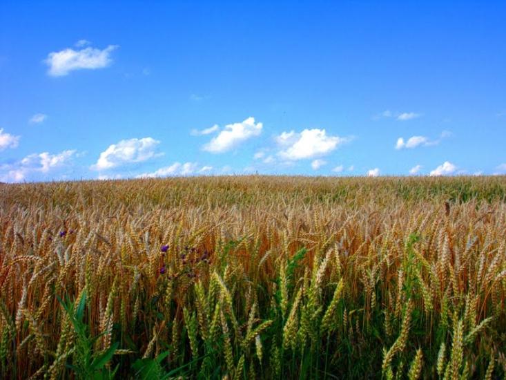 Митків з panoramio.com - Мытков